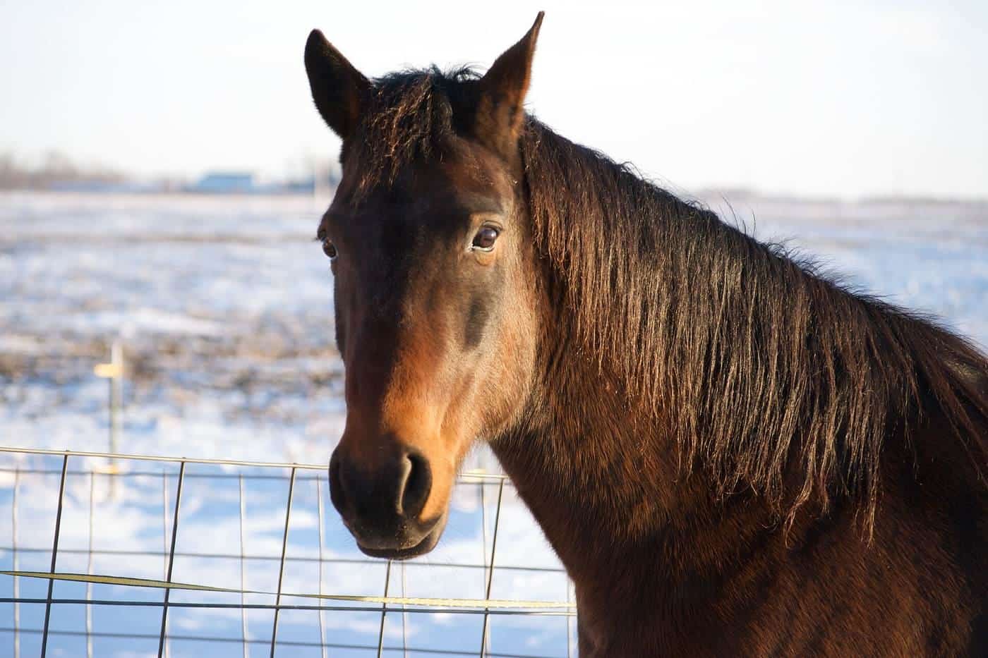 A brown horse looking towards the camera in winter