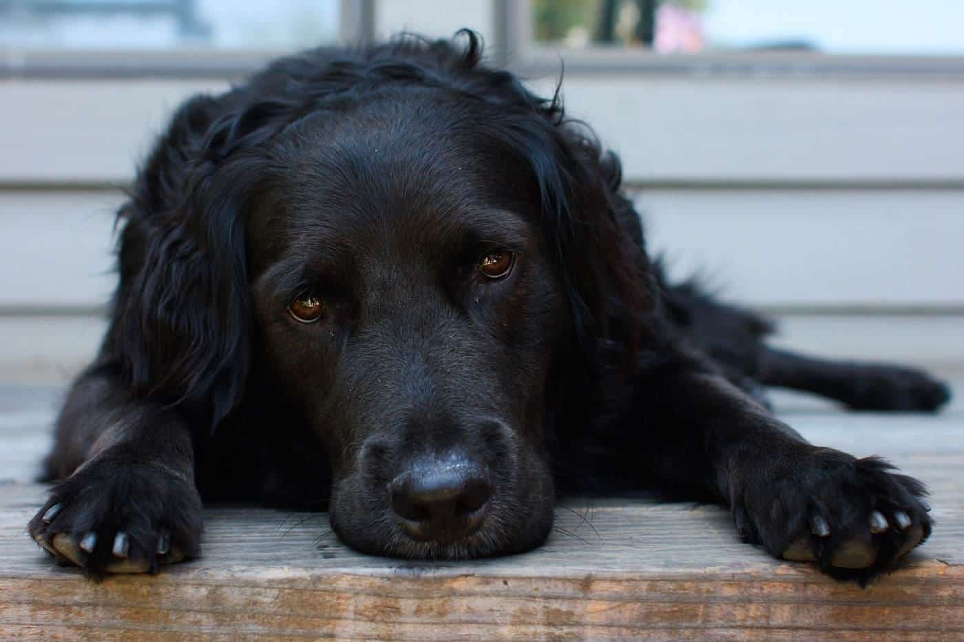 A black spaniel resting its head on its paws on a doorstep