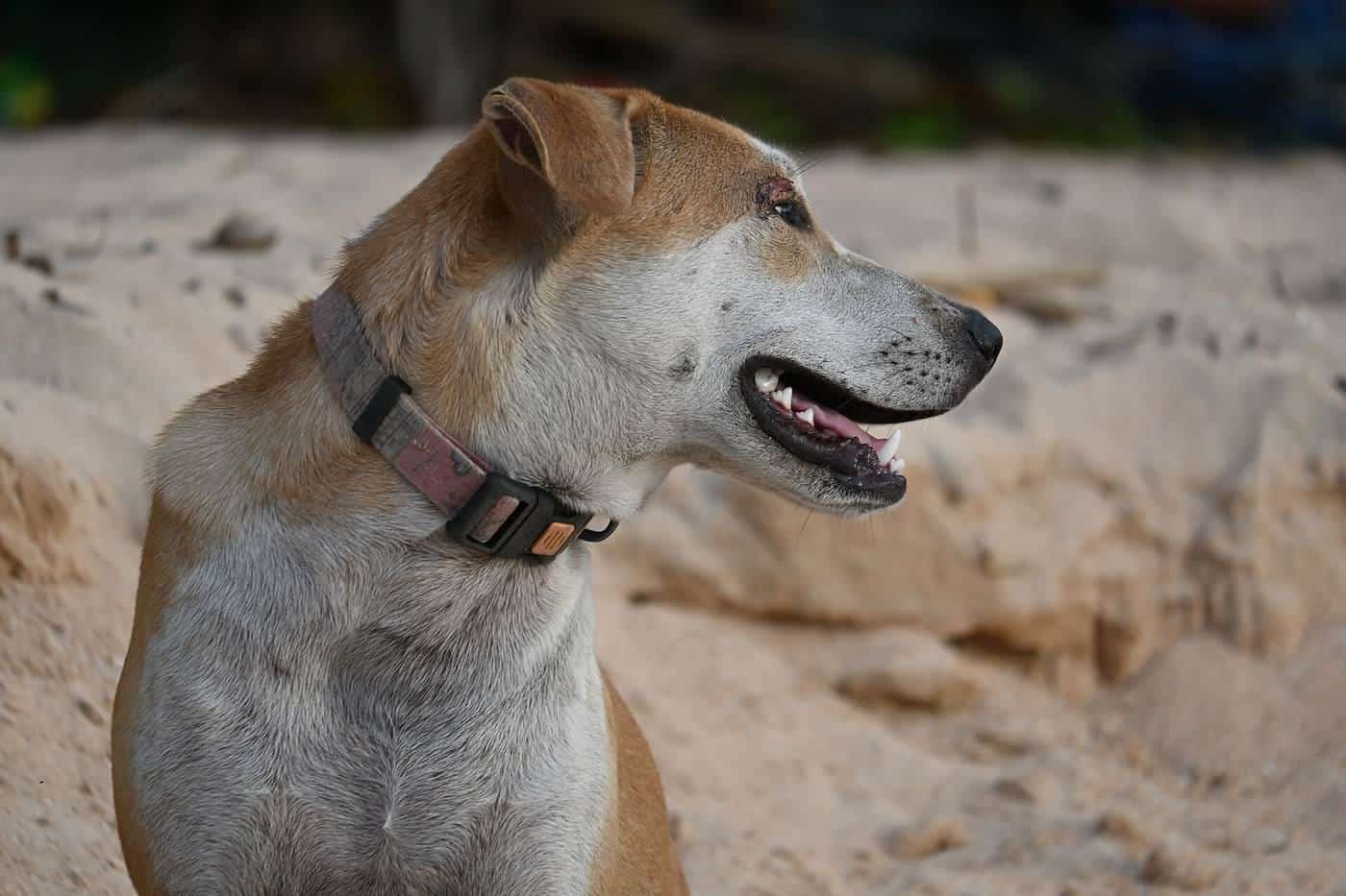 A sandy-coated dog with a collar looking to the side on a beach